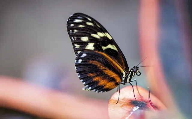 Les pays les plus à découvrir pour leur biodiversité