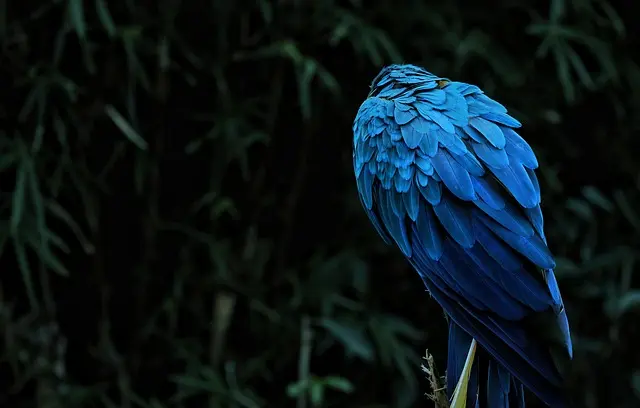Liste des pays à explorer pour leur biodiversité unique