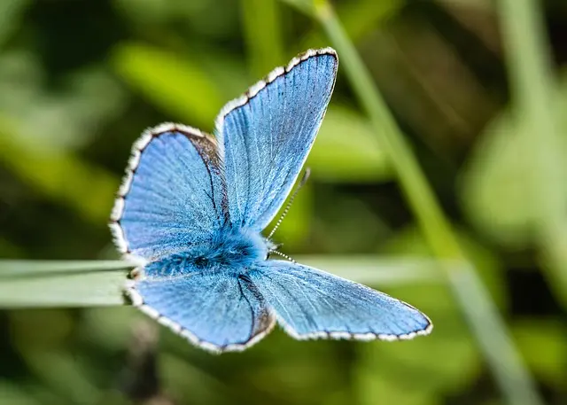 Top 10 des pays à explorer pour leur biodiversité unique