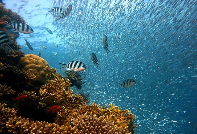 Les pays les plus remarquables pour leur biodiversité