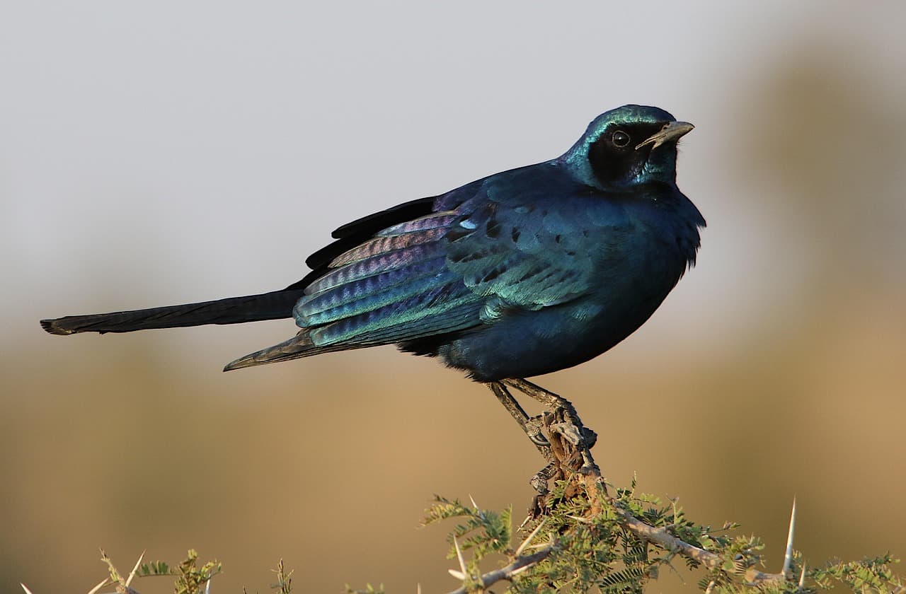 Les pays avec les plus belles richesses naturelles